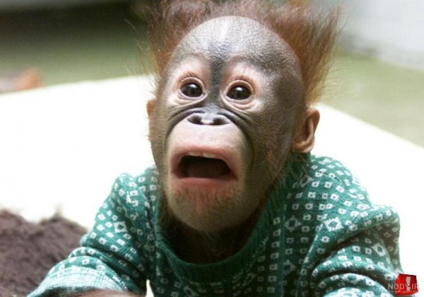  عکس میمون زشت سیاه