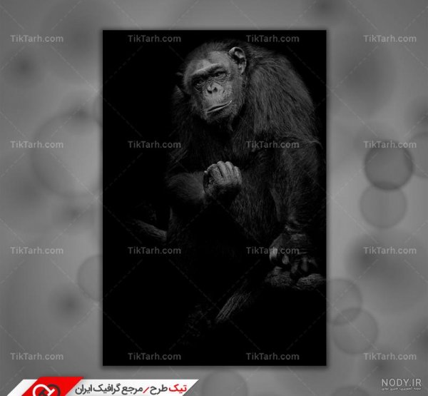  عکس میمون زشت سیاه