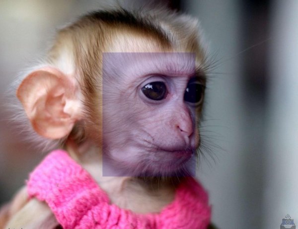  عکس میمون زشت سیاه