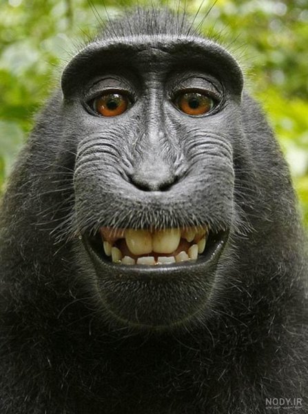  عکس میمون زشت سیاه