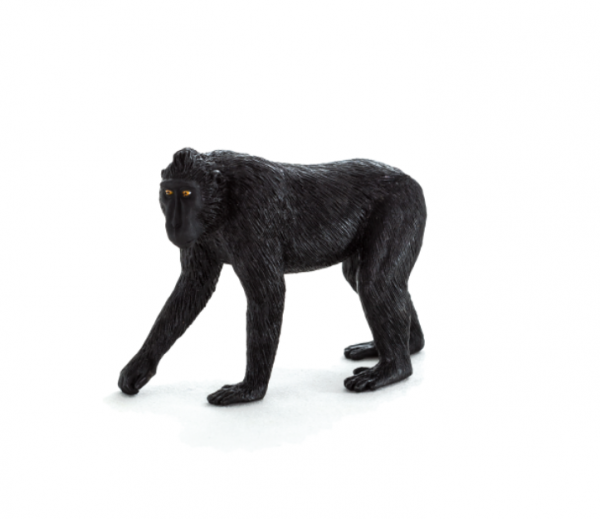  عکس میمون زشت سیاه