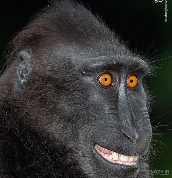  عکس میمون زشت سیاه