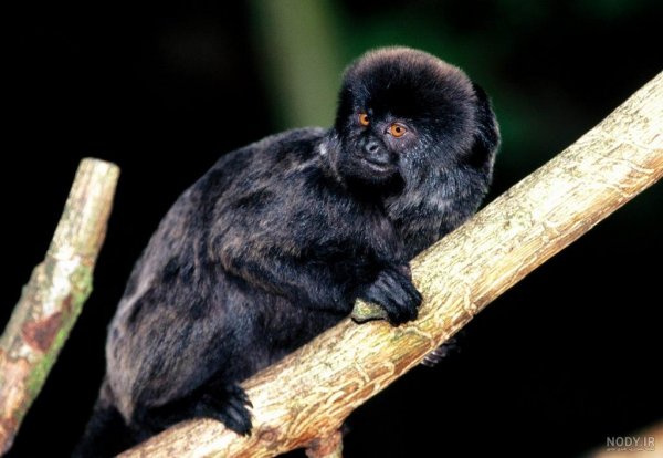  عکس میمون زشت سیاه
