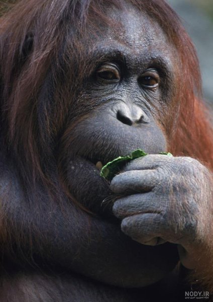  عکس میمون زشت سیاه