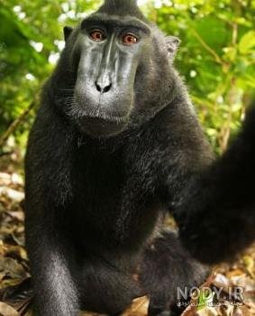  عکس میمون زشت سیاه