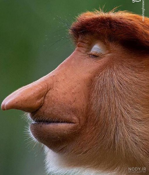  عکس میمون زشت سیاه