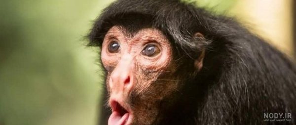  عکس میمون زشت سیاه