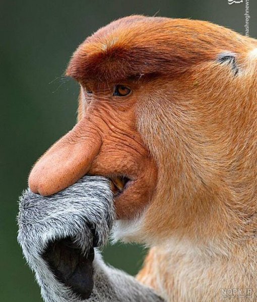  عکس میمون زشت سیاه