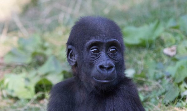  عکس میمون زشت سیاه