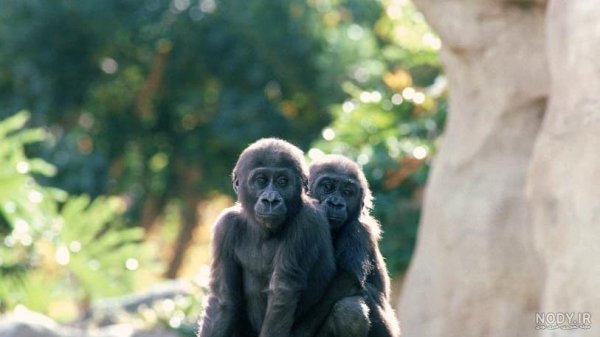  عکس میمون زشت سیاه