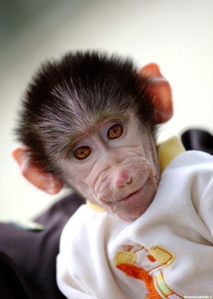 عکس میمون دختر