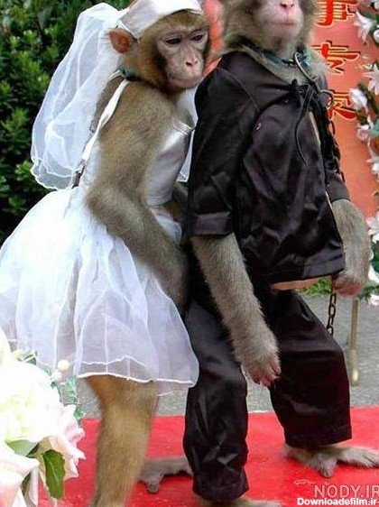  عکس میمون دختر