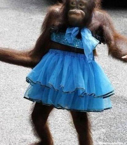  عکس میمون دختر