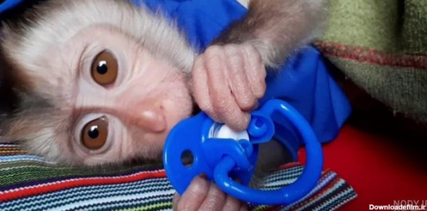  عکس میمون دختر