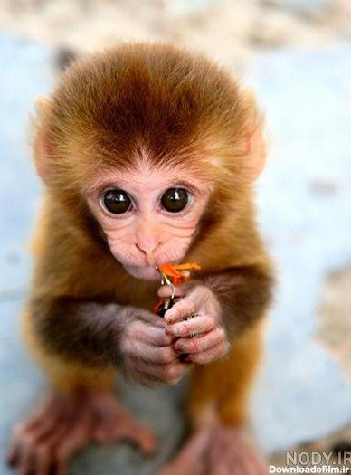  عکس میمون دختر