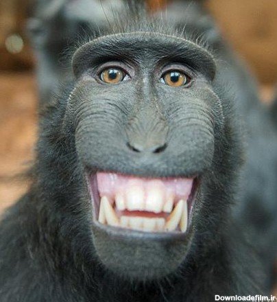 عکس میمون دختر