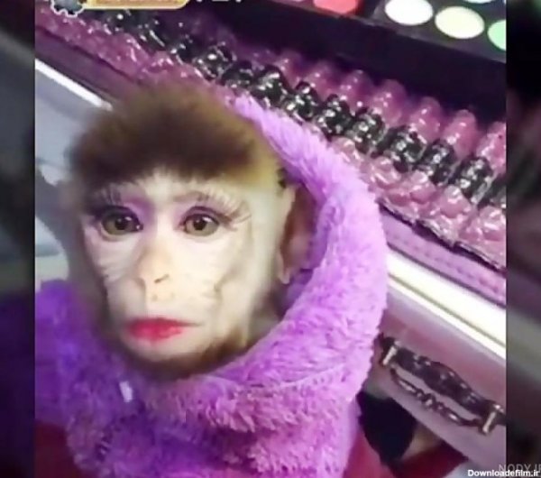  عکس میمون دختر