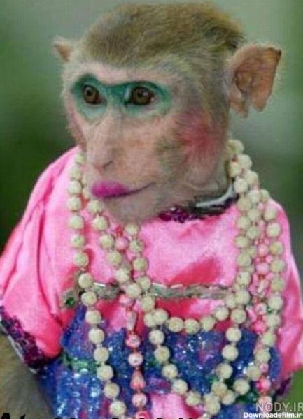  عکس میمون دختر