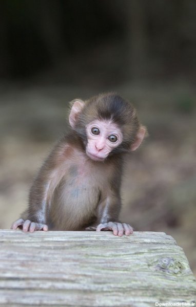  عکس میمون دختر