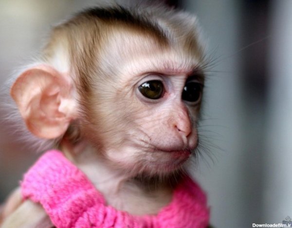  عکس میمون دختر