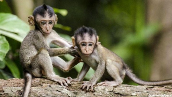  عکس میمون دختر