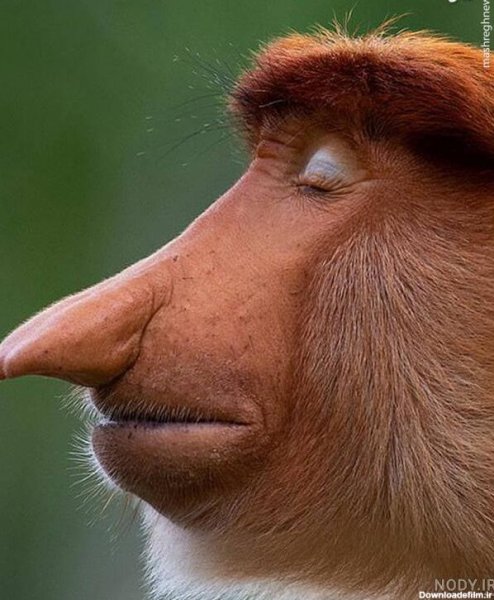  عکس میمون دختر