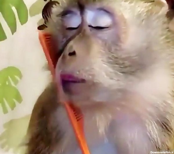  عکس میمون دختر