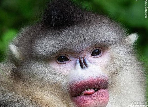  عکس میمون دختر