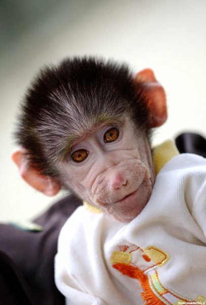  عکس میمون دختر