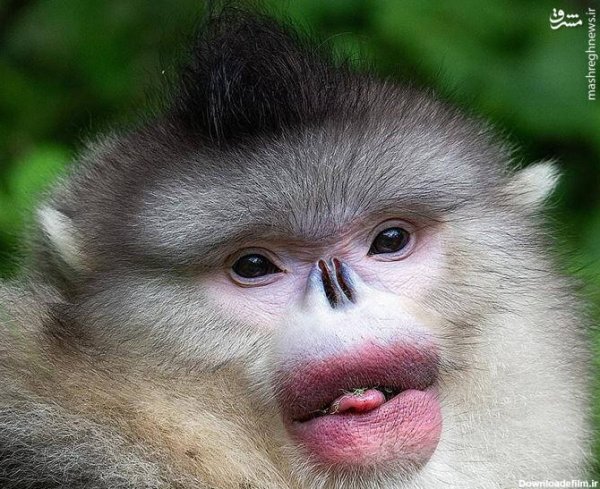  عکس میمون دختر