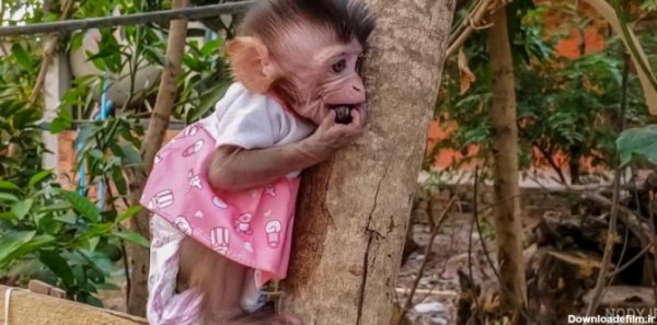  عکس میمون دختر