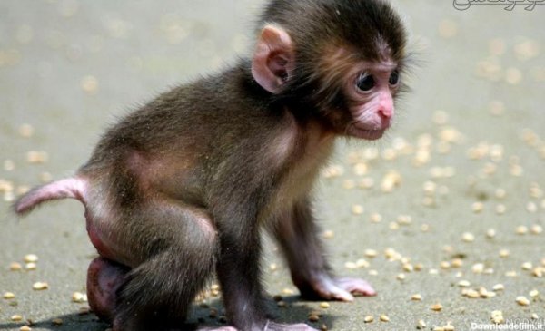  عکس میمون دختر