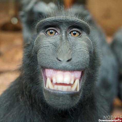  عکس میمون دختر