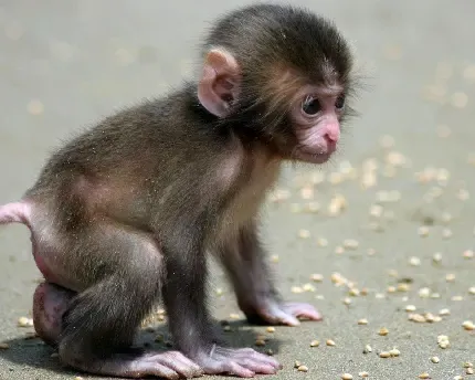  عکس میمون دماغ دراز