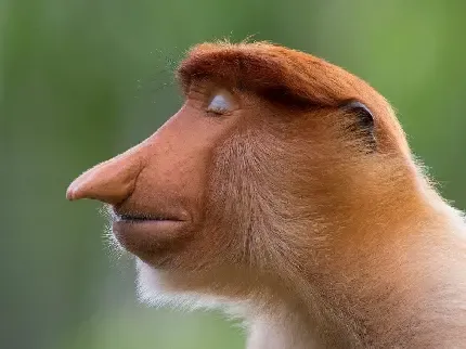  عکس میمون دماغ دراز