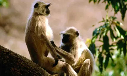  عکس میمون دماغ دراز