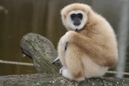  عکس میمون واقعی