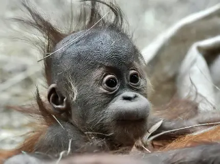  عکس میمون واقعی