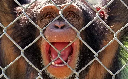  عکس میمون واقعی