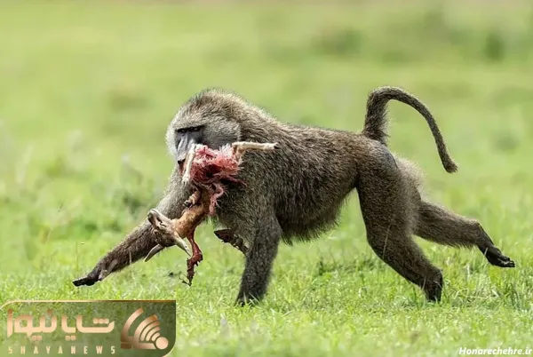  عکس میمون ترسناک