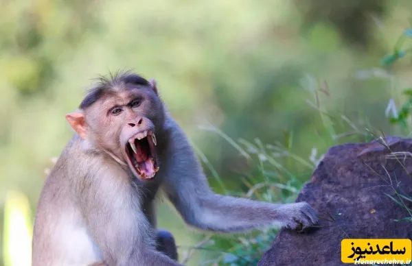  عکس میمون ترسناک