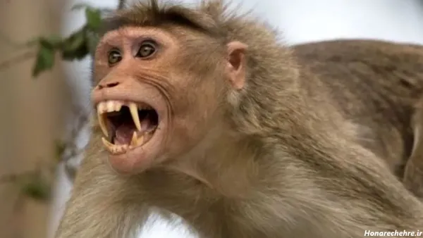  عکس میمون ترسناک