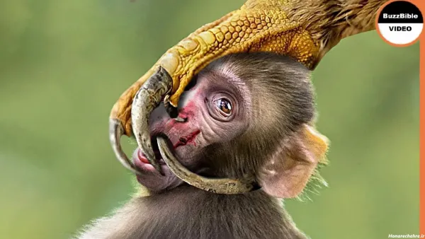  عکس میمون ترسناک
