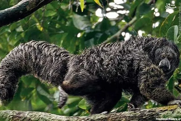  عکس میمون ترسناک