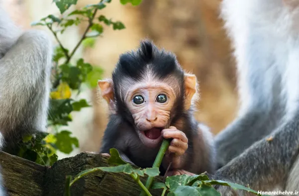  عکس میمون ترسناک