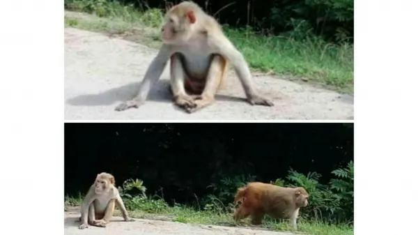  عکس میمون ترسناک