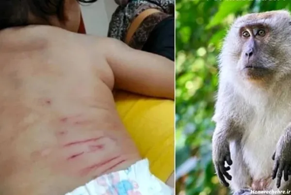  عکس میمون ترسناک