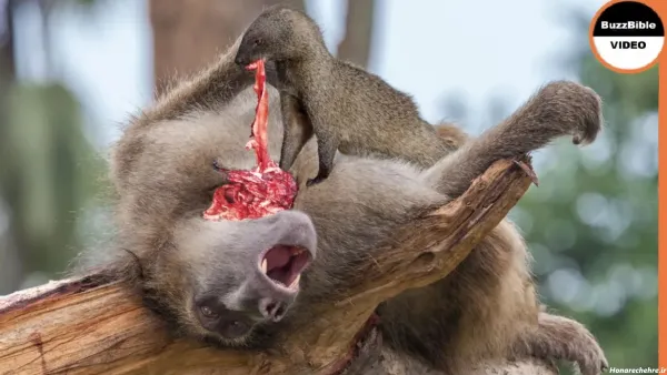  عکس میمون ترسناک