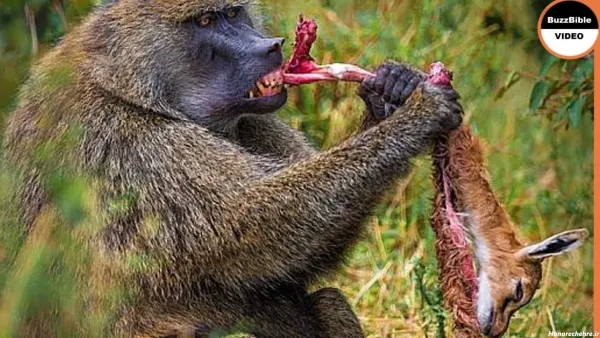  عکس میمون ترسناک