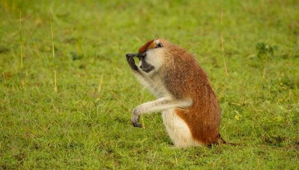  عکس میمون زشت پسرانه